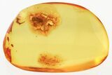 Fantastic Fossil Pseudoscorpion (Cheliferidae) In Baltic Amber #343244-2